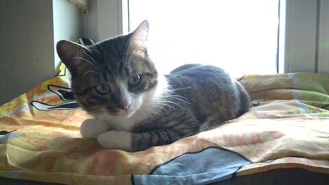 Half a Cat Loaf on a Pillow