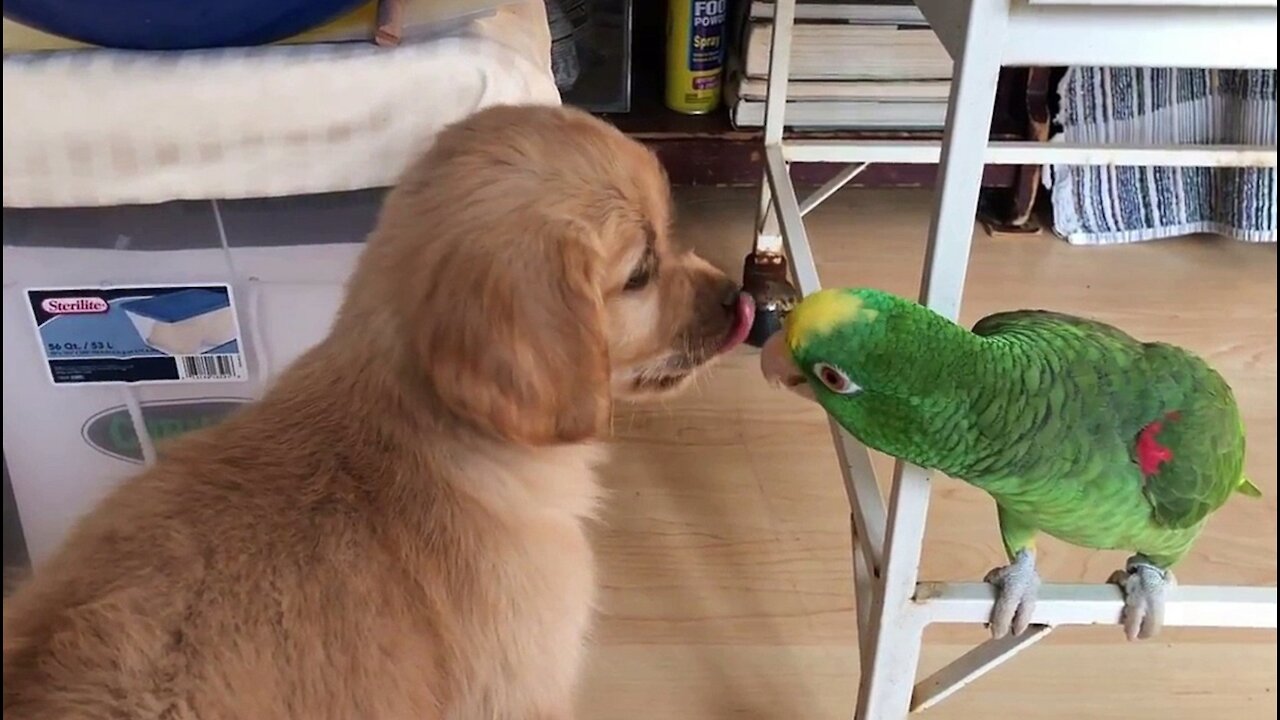 A curious puppy with a parrot