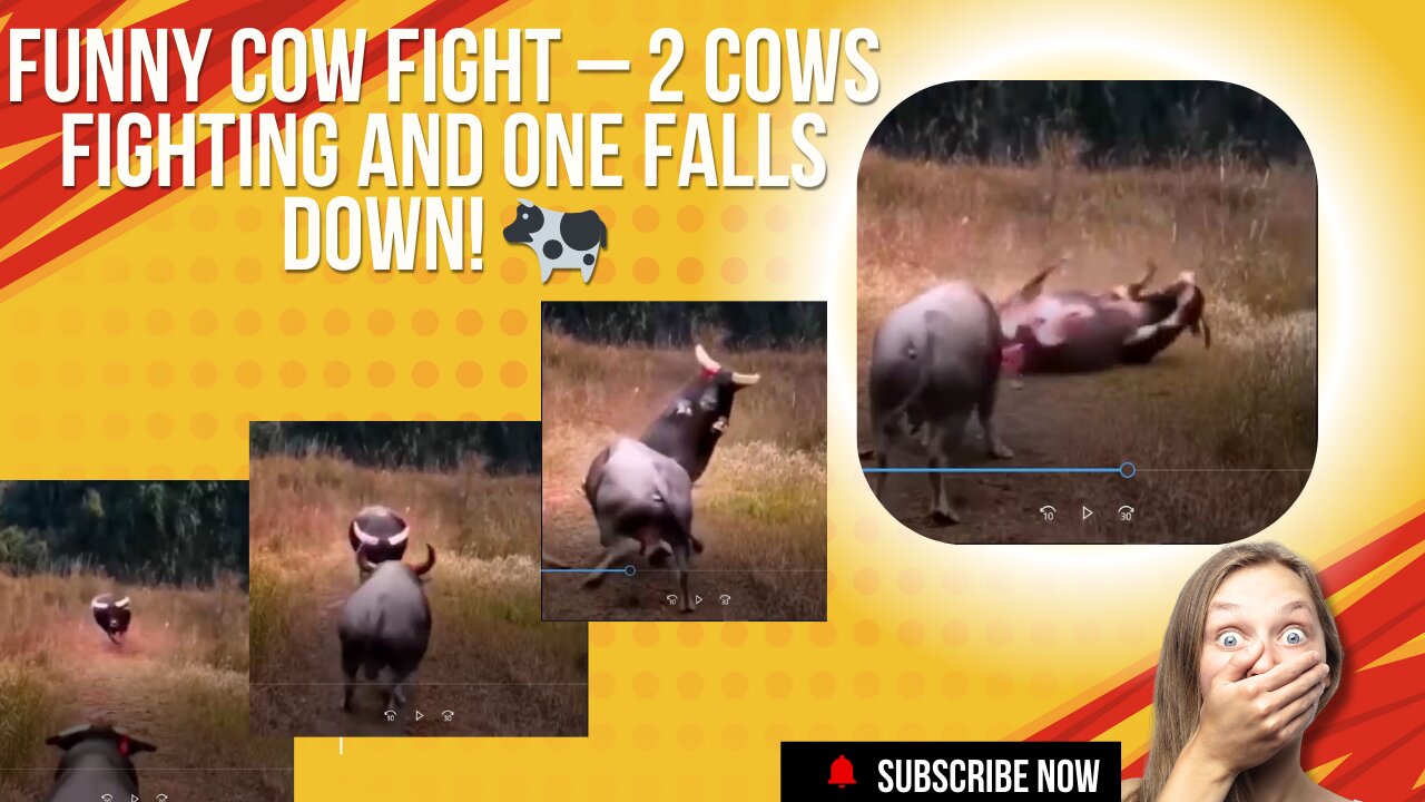 Funny Cow Fight – 2 Cows Fighting and One Falls Down! 🐄🤣