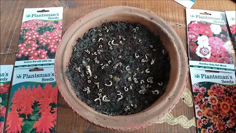 How To Grow Flower Seeds Fast (With Update)