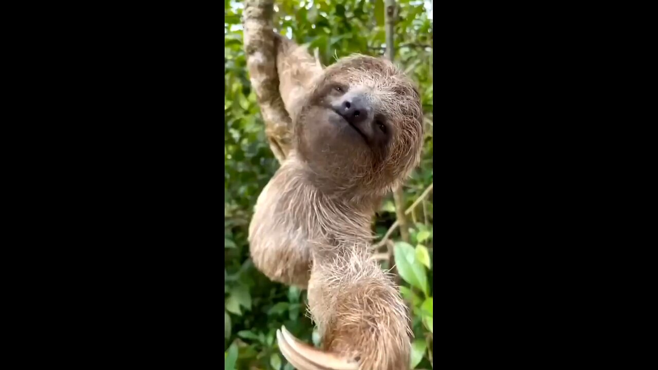 The life of the sloth