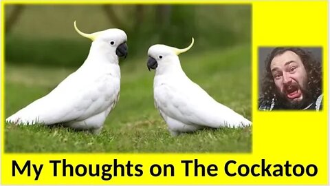 My Thoughts on The Cockatoo