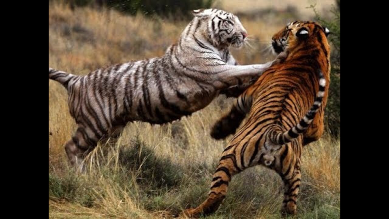 Tiger VS White Tiger, who can win the war