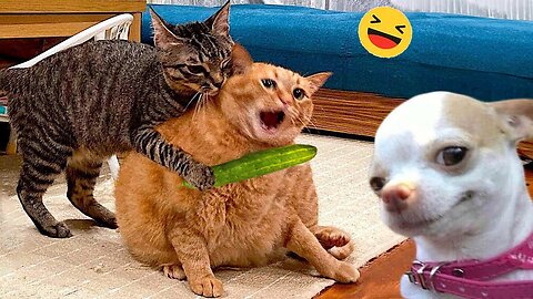 FUNNY VIDEOS_ PETS, ANIMAL VIDEOS VIRAL_PETS 2024 FUNNY VIDEOS_CATS AND DOGS AANIIMAL LEGEND