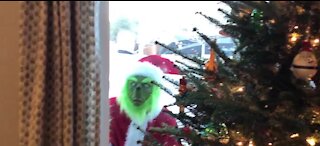 'The Grinch' takes over a Colorado neighborhood