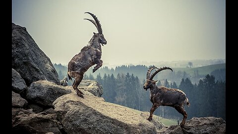 Majestic Ibex Nature's Cliff Climbers