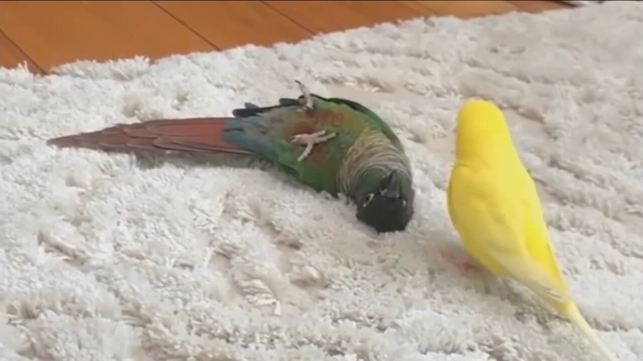 Compilation of funny birds and parrots # 11 🦜