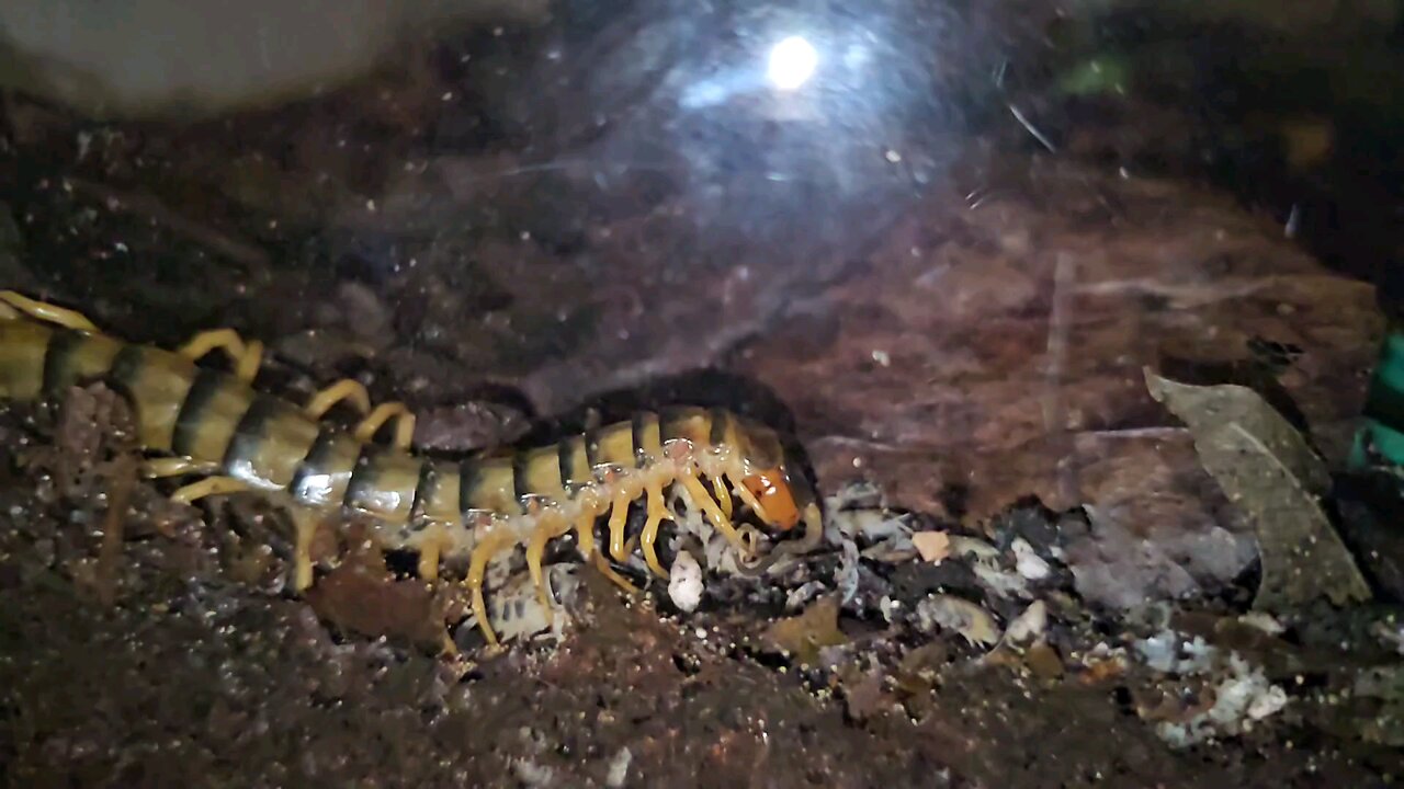 my Vietnamese giant centipede eating lunch