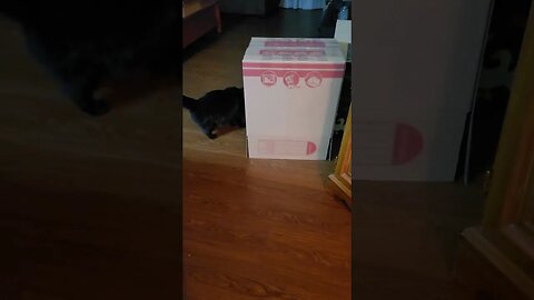 Jellybean loves boxes