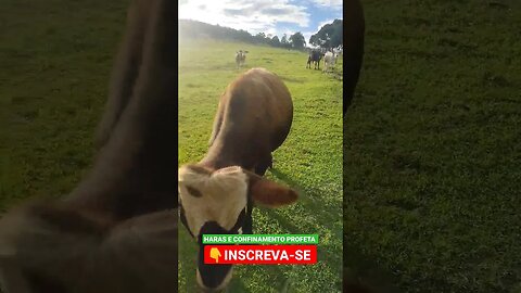 boi nervoso deu cabeçada 🐂#shorts #roça #animals #bicho #agro #fazenda #interior #boi #gado #bezerro