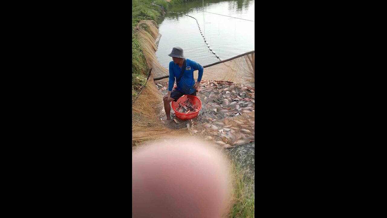 Harvest red tilapia and Pomfret fish in Vietnam