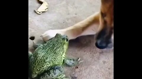 A Dog and His Green Friend! #shorts