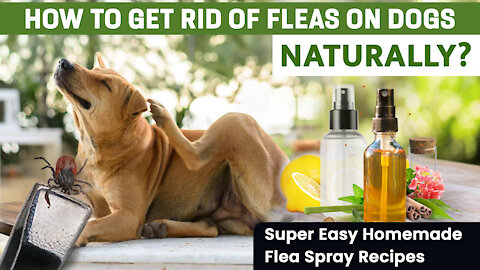 DIY Flea Spray: Home Remedies to Control Flea