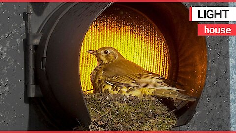 A bird has built a cosy nest for its chicks inside a set of traffic lights