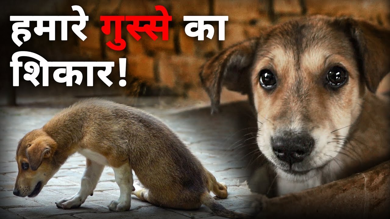 Angry Dog with a Maggot Wound | ये Dog हमें Tar coal में लिपटा मिला | Animal Rescue