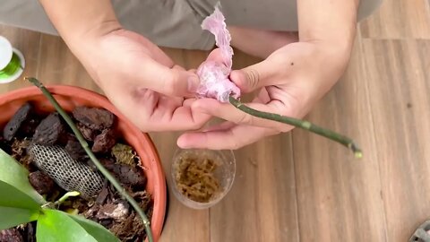 How to make and take care orchids at home