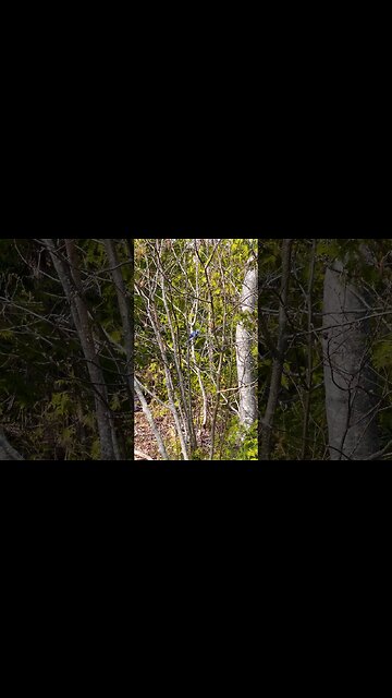 A Blue Jay with Birds Chirping in the Background 🦅