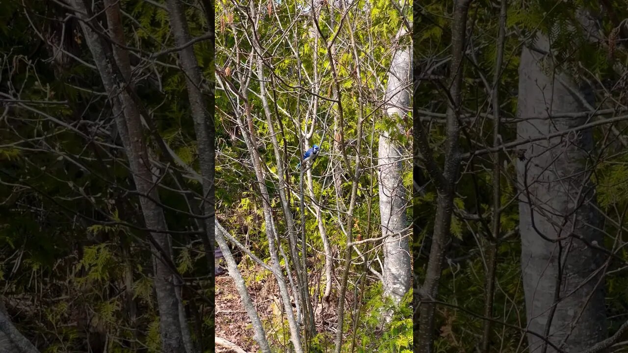 A Blue Jay with Birds Chirping in the Background 🦅
