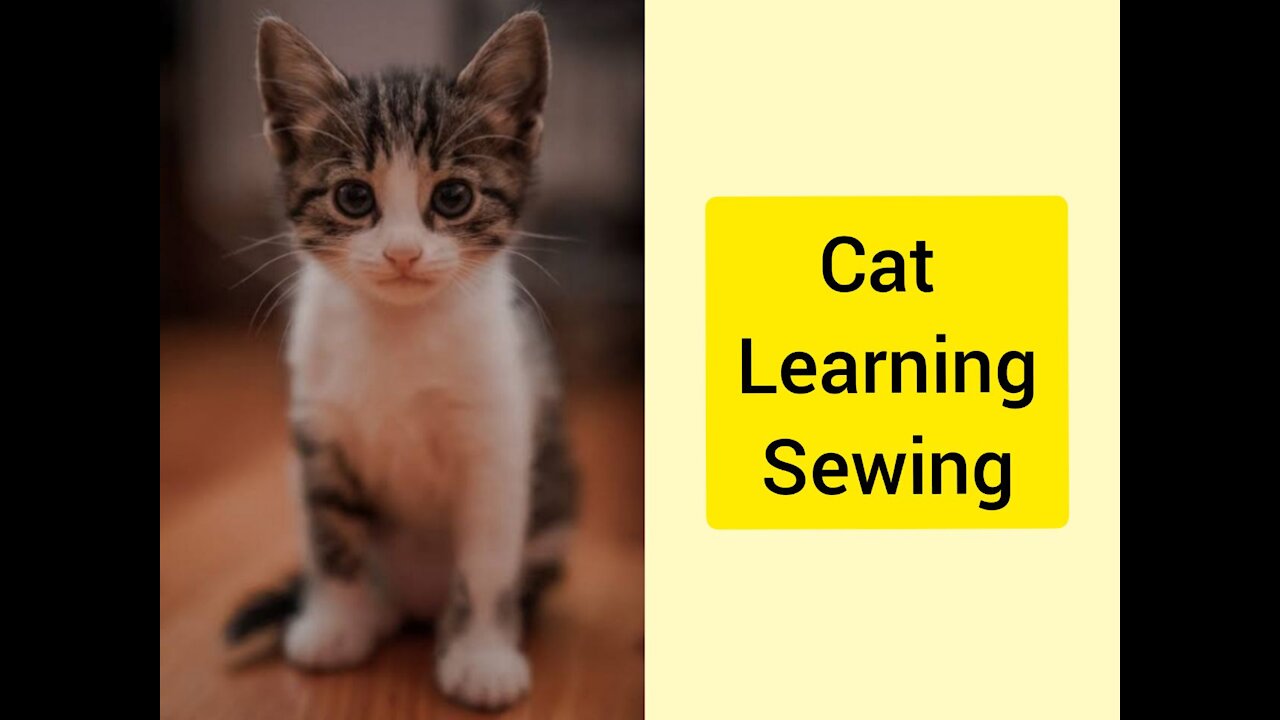 cat learning to sew