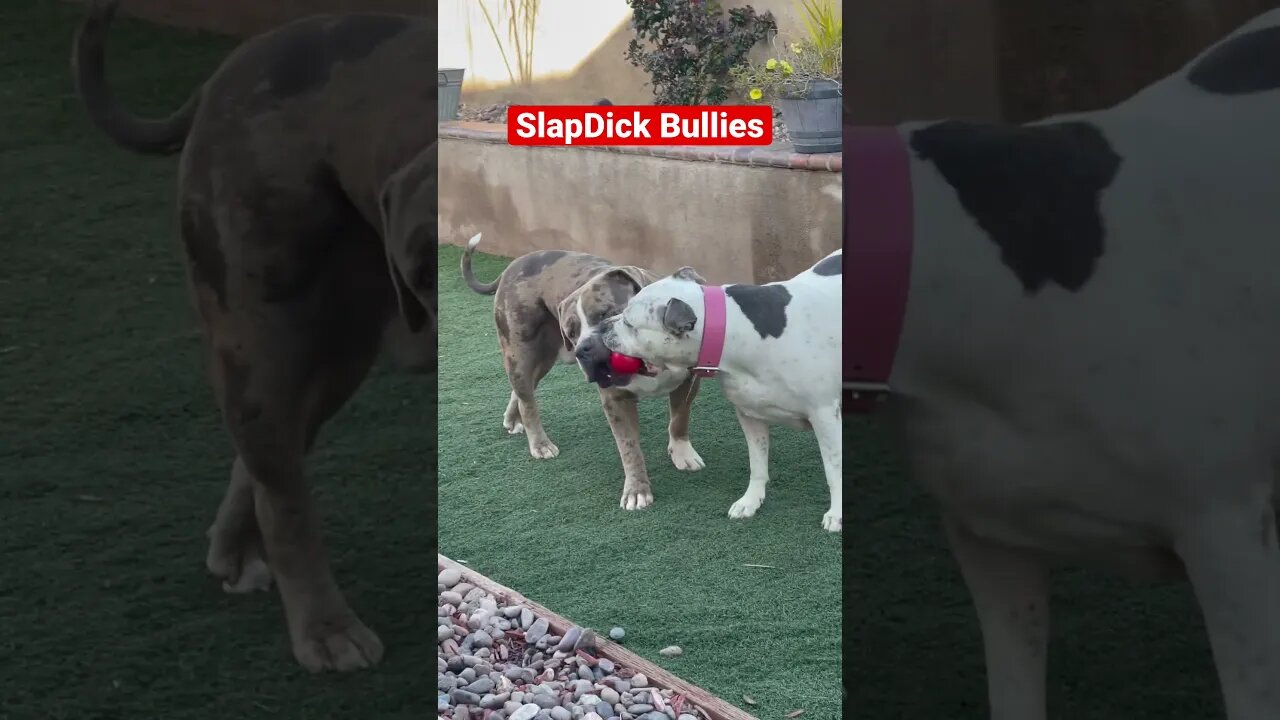 SLAPDICK BULLIES