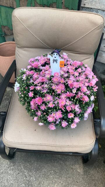 Halloween Mums