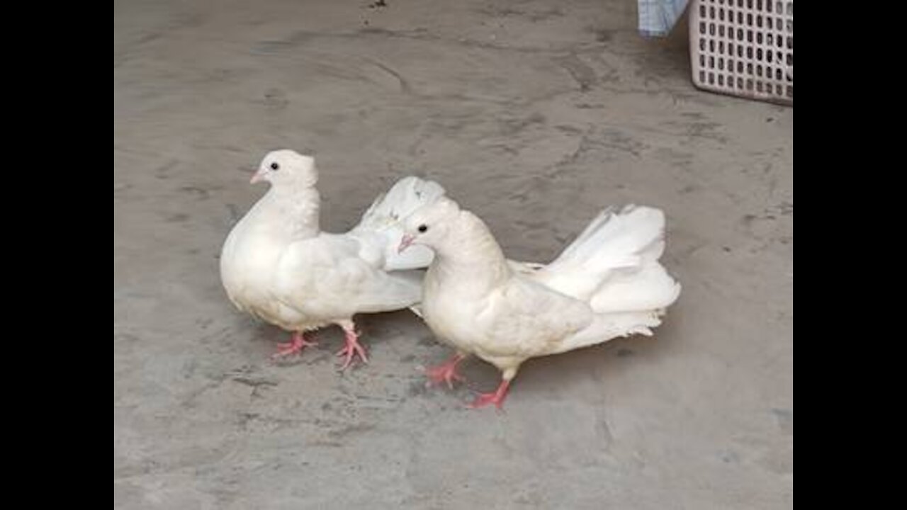 Cute White lucky pigeons ❤