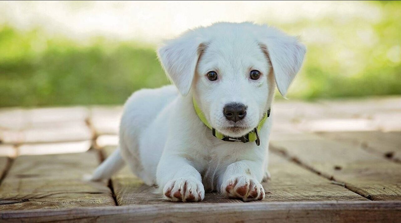 Cute And Funny Pets try Not To Laugh to These Pets Compilation @7 Cutest Lands