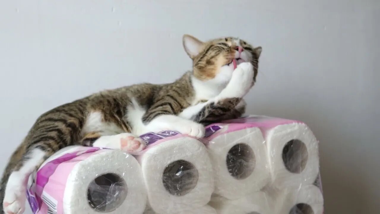 Funny Cat Found a Soft Place to Sit on