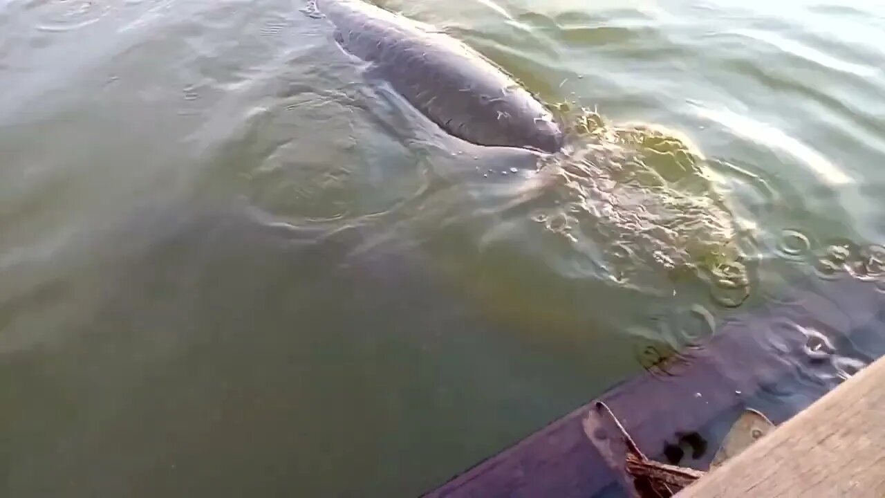 Mostro marinho, você não vai acreditar.