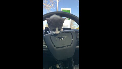 Kitten Likes The New Car 😻🐱