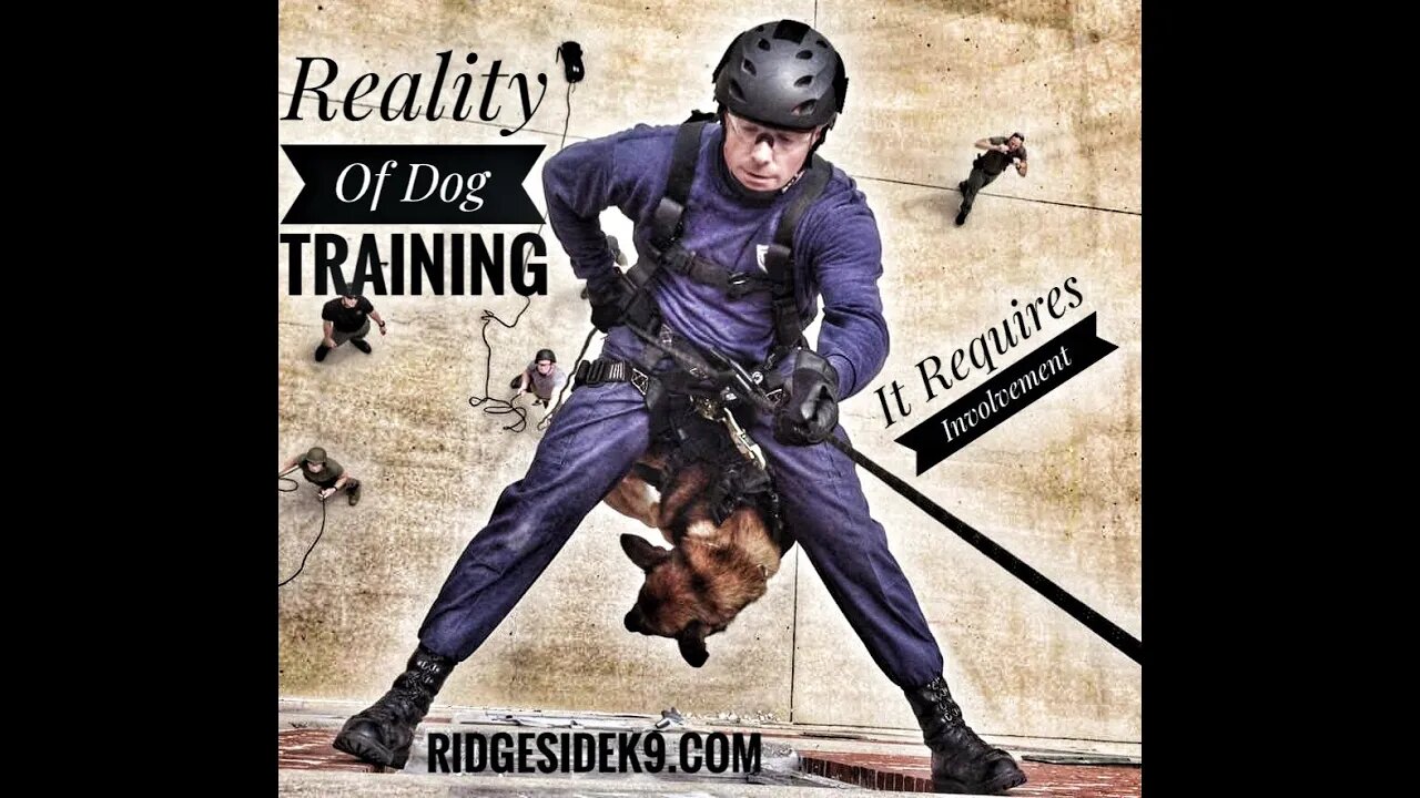 Professional Dog Training - It Requires YOU, The Owner To Accountable.