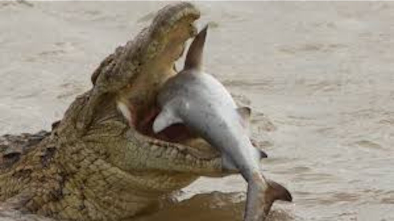 15 times crocodiles and alligaters messed with the wrong opponent