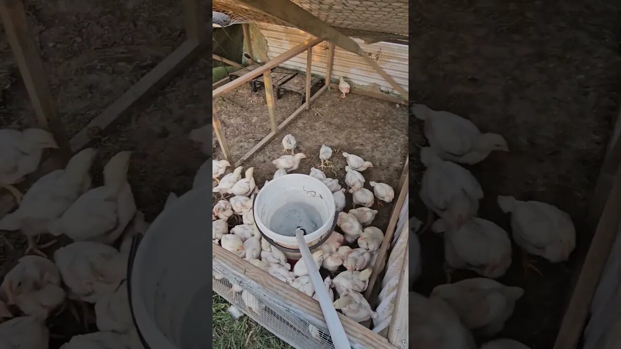 chickens doing what they do #chickens #video #homestead #farm #farmlife #shorts #homesteadlife