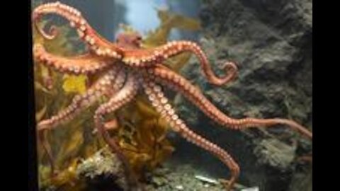 Interesting Facts About Octopus 3