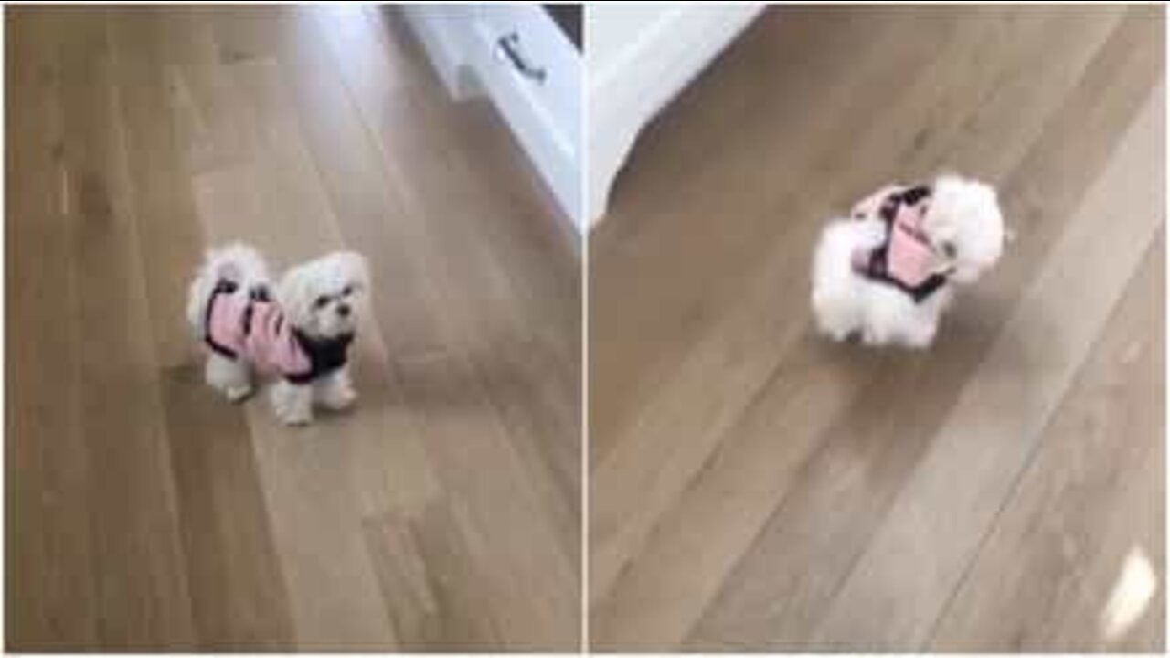 Maltankoirat vihaavat talvivaatteita