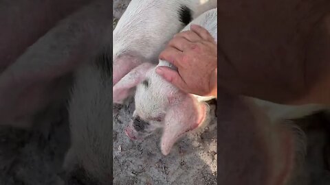 Hanging with Pigs 🐖 #piglets #pigs #pig #piglet