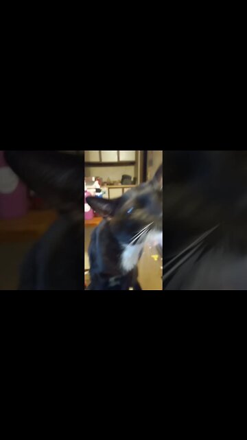 petting kitty afterwork #shorts #shortsfeed #shortsvideo