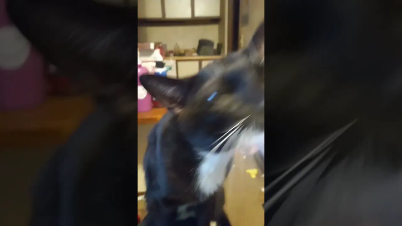 petting kitty afterwork #shorts #shortsfeed #shortsvideo