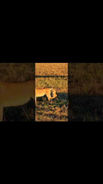 Tail Grabbing! #shorts | #ShortsAfrica | #Septdailyshorts