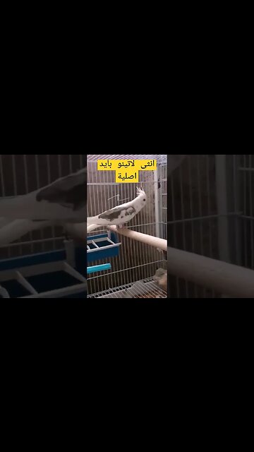 أنثى لاتينو بايد اصلية