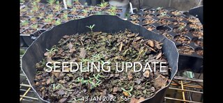 Seedling Update 13 Jan 2022