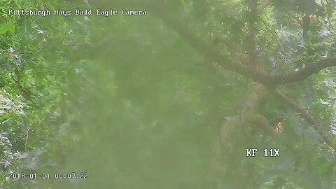 Hays Eagles cam Juvenile Fledgling H19 Sighted! 6.12.23 1506