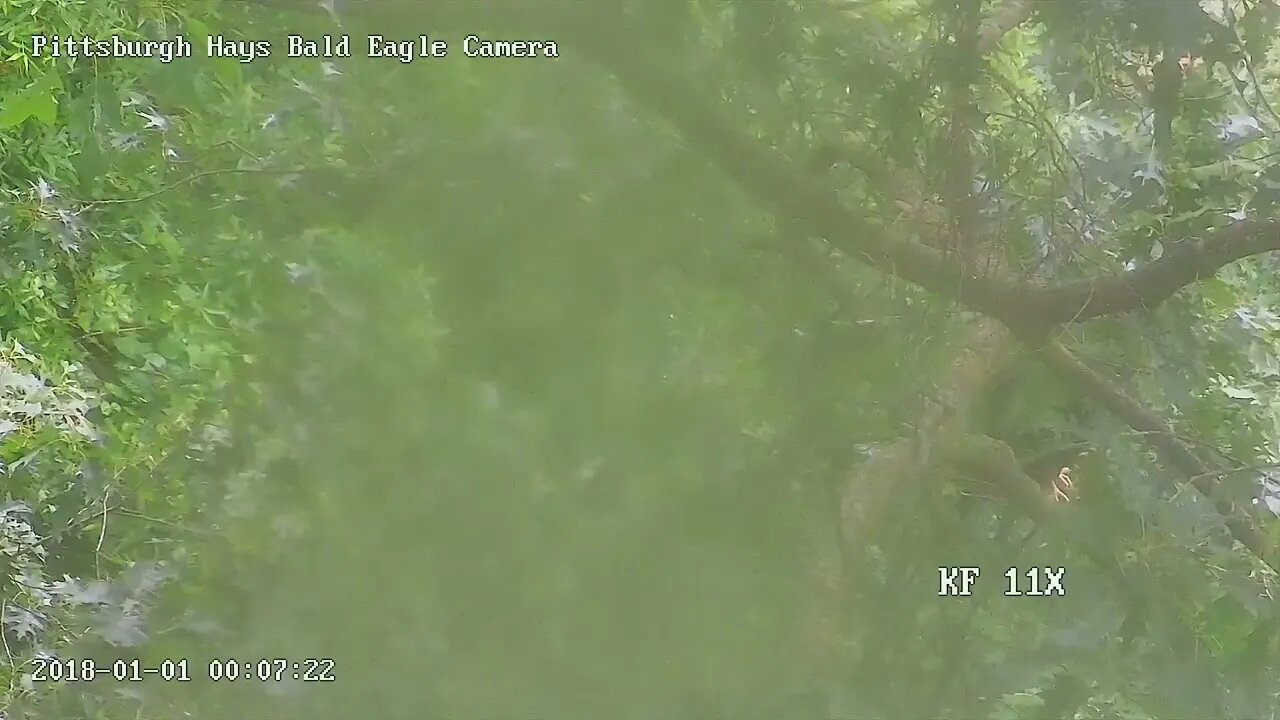 Hays Eagles cam Juvenile Fledgling H19 Sighted! 6.12.23 1506