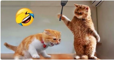 Best Funny Cats and Dogs 🤣🤣🤣