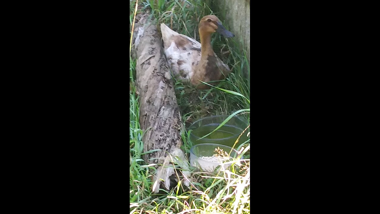 help with hatching!