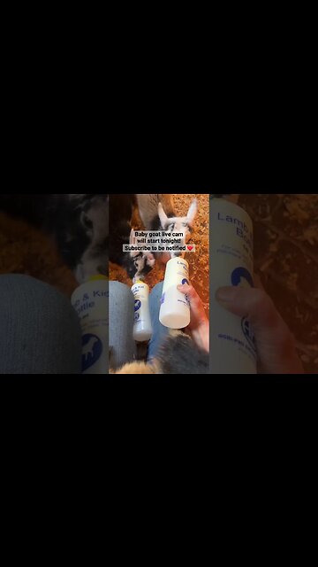 Baby Goats Drinking A Bottle #babygoats