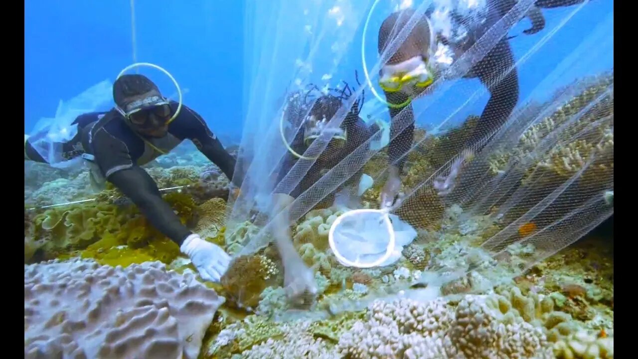 PROFESSIONAL FISH COLLECTING IN FLORIDA