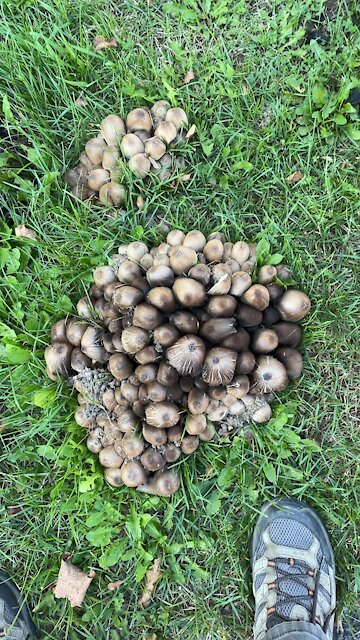 Inky caps abound here