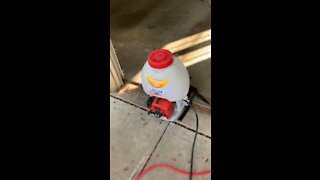 Termites don’t stand a chance.