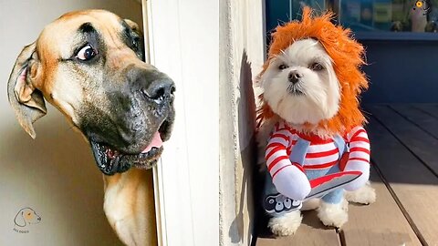 Funniest Dogs And Cats -Try Not To Laugh Funniest Animals 2023